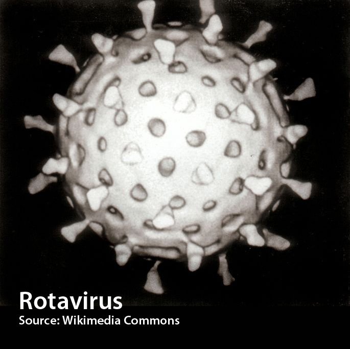 Rotavirus