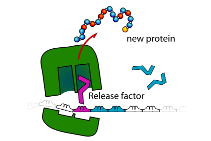 ribosome&#x20;recycling