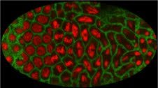 Membrane&#x20;GFP&#x20;&#x28;Spider-GFP&#x29;&#x20;and&#x20;Histone-RFP&#x20;expressed&#x20;in&#x20;the&#x20;Drosophila&#x20;embryo