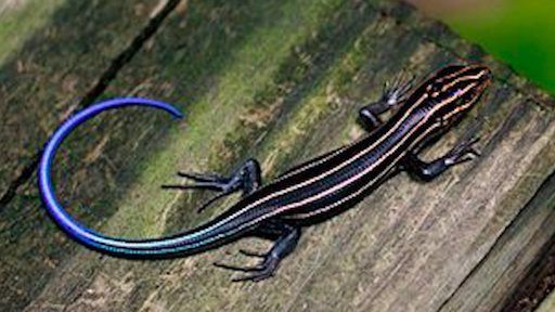 Scincid&#x20;lizard&#x20;&#x28;Plestiodon&#x20;japonicus&#x29;&#x20;with&#x20;striped&#x20;body&#x20;coloration