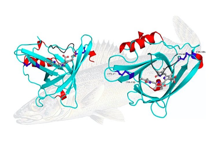 Structures&#x20;of&#x20;single&#x20;subunit&#x20;of&#x20;Sandercyanin&#x20;in&#x20;two&#x20;perpendicular&#x20;orientations&#x20;with&#x20;Biliverdin&#x20;binding.&#x20;A&#x20;blue&#x20;walleye&#x20;is&#x20;seen&#x20;in&#x20;the&#x20;background.