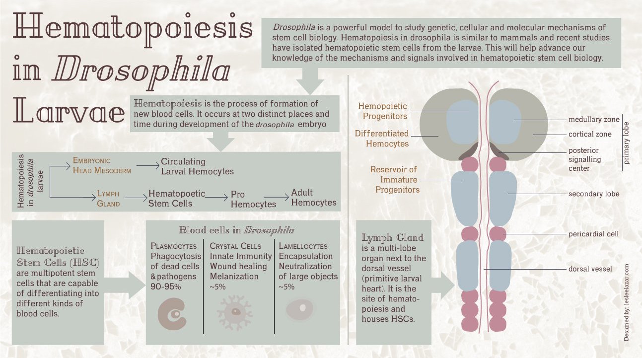 Hematopeitic&#x20;stem&#x20;cells,&#x20;an&#x20;infographic