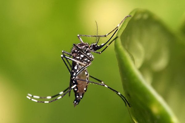 Aedes&#x20;Aegypti&#x20;mosquito