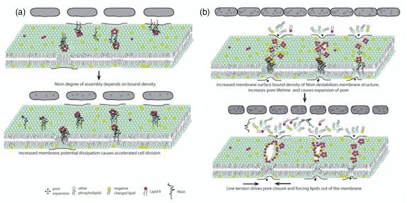 Generalized&#x20;physical&#x20;model&#x20;depicting&#x20;the&#x20;interaction&#x20;of&#x20;nisin&#x20;with&#x20;bacterial&#x20;cell&#x20;membrane.