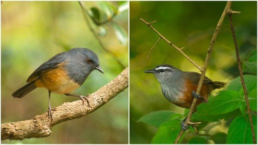 New bird genus endemic to the Western Ghats discovered - IndiaBioscience