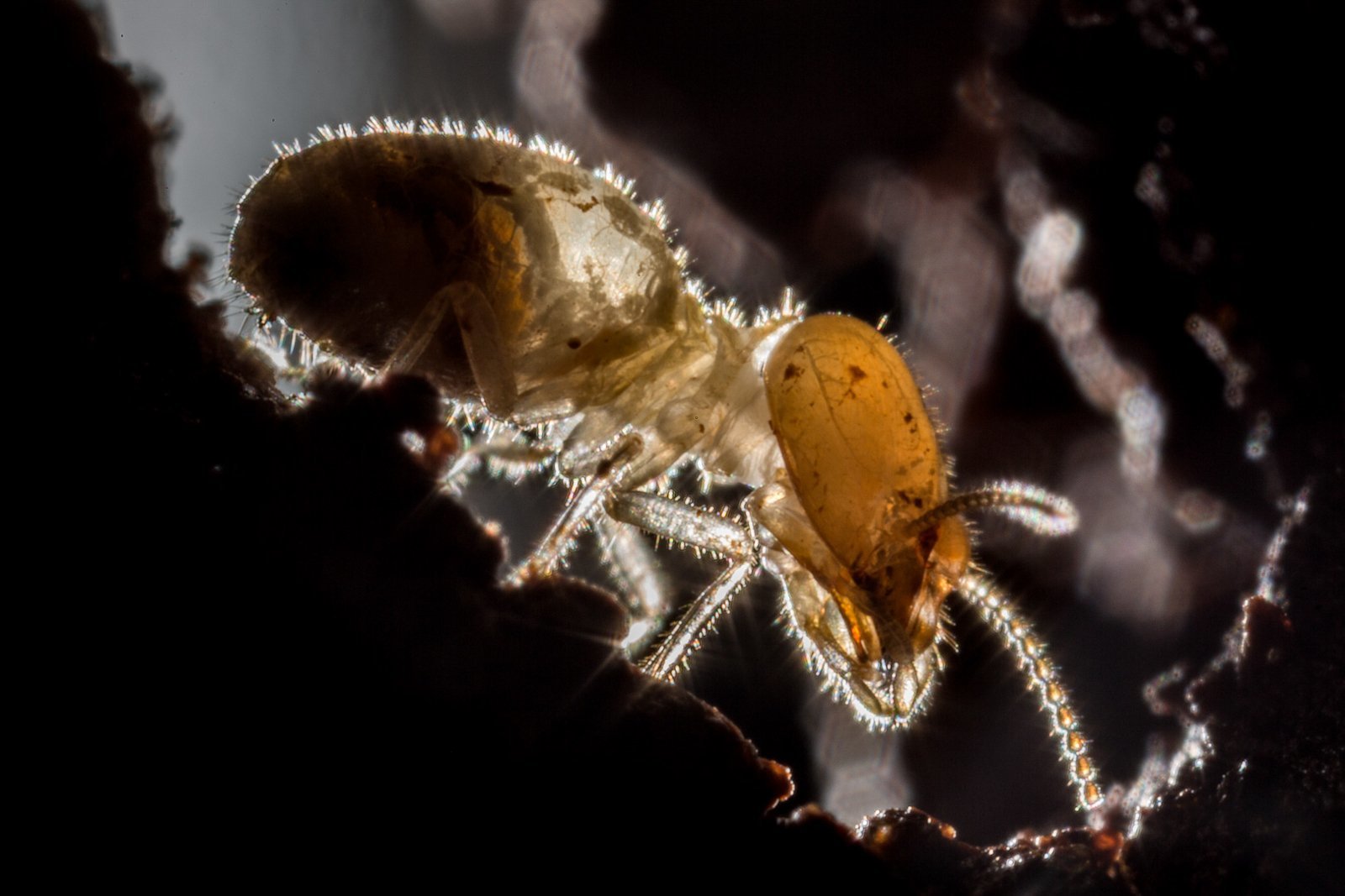 A&#x20;close&#x20;look&#x3A;&#x20;Often&#x20;seen&#x20;in&#x20;hordes,&#x20;this&#x20;is&#x20;a&#x20;picture&#x20;of&#x20;a&#x20;single&#x20;termite&#x20;building&#x20;a&#x20;mound&#x20;in&#x20;a&#x20;lab.&#x20;This&#x20;close-up&#x20;view&#x20;shows&#x20;a&#x20;lack&#x20;of&#x20;external&#x20;eyes,&#x20;despite&#x20;which&#x20;these&#x20;insects&#x20;manage&#x20;to&#x20;create&#x20;homes&#x20;as&#x20;tall&#x20;as&#x20;8&#x20;feet.