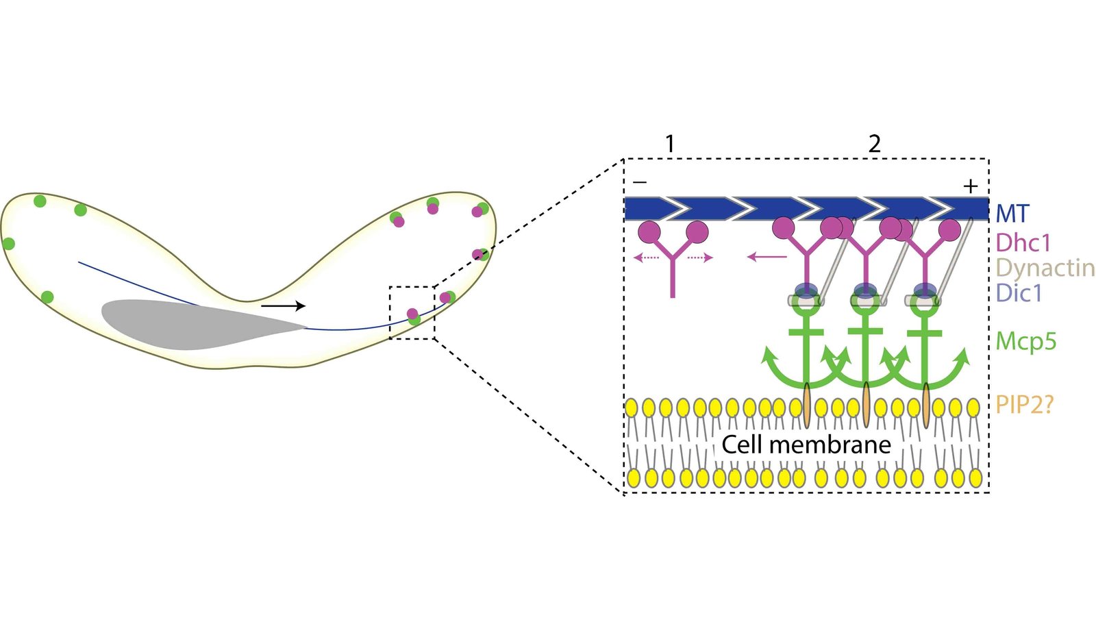 Illustration&#x20;depicting&#x20;binding&#x20;of&#x20;dynein&#x20;to&#x20;the&#x20;cell&#x20;membrane&#x20;via&#x20;Mcp5&#x20;&#x28;green&#x29;&#x20;and&#x20;PIP2&#x20;&#x28;grey&#x29;