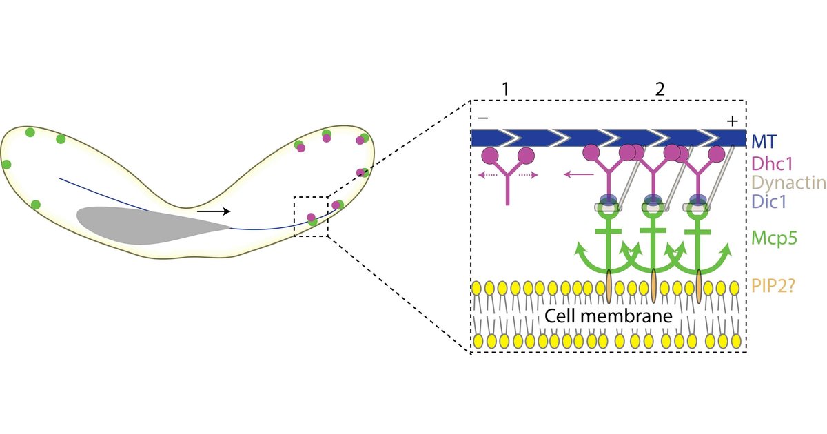 Study uncovers rare interplay between motor proteins in cell division ...