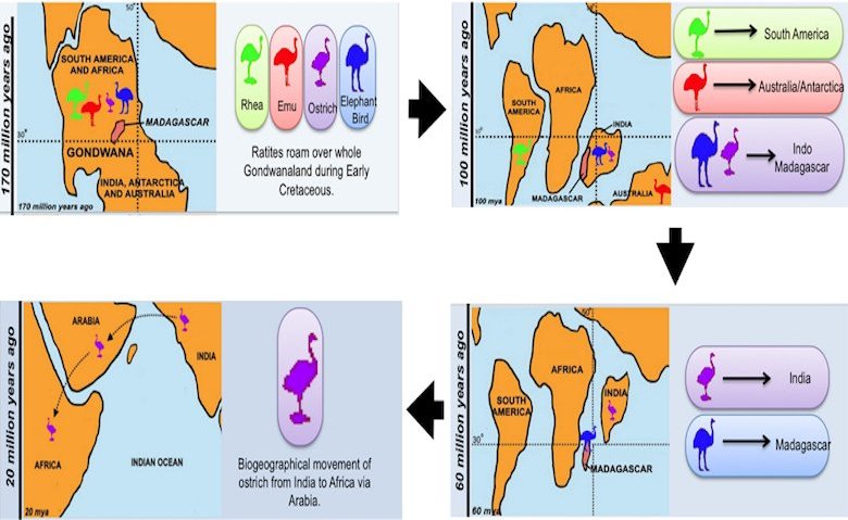 Breakup&#x20;of&#x20;Gondwanaland&#x20;and&#x20;distribution&#x20;of&#x20;flightless&#x20;birds