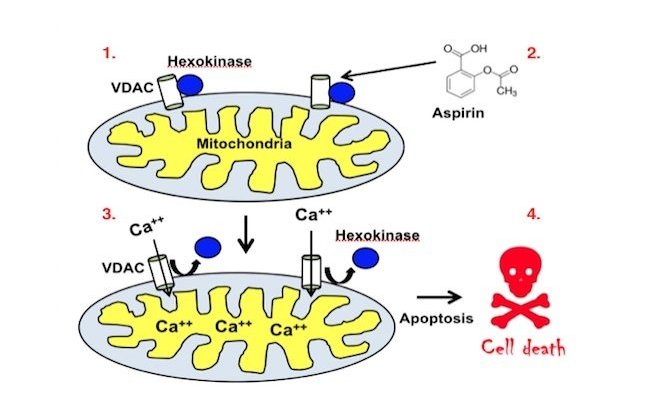Aspirin&#x20;dissociates&#x20;enzyme&#x20;Hexokinase&#x20;from&#x20;mitochondrial&#x20;protein&#x20;VDAC&#x20;leading&#x20;to&#x20;calcium&#x20;influx&#x20;and&#x20;cell&#x20;death