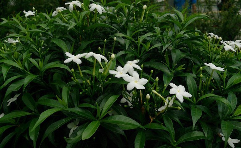 Crepe&#x20;Jasmine&#x20;shrub&#x20;which&#x20;is&#x20;the&#x20;source&#x20;of&#x20;voacamine