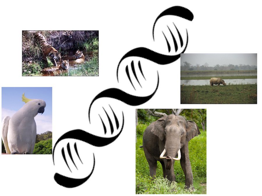 DNA&#x20;sequencing&#x20;for&#x20;wildlife&#x20;conservation