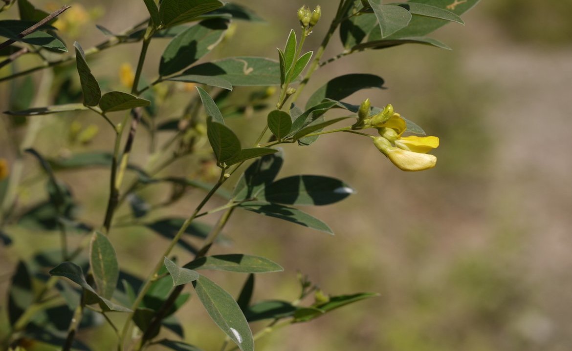 Pigeonpea&#x20;plant