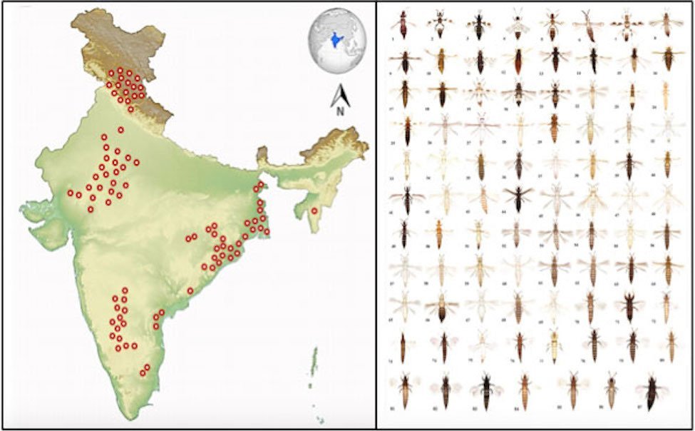 Left&#x3A;&#x20;Samples&#x20;were&#x20;collected&#x20;from&#x20;various&#x20;regions&#x20;from&#x20;India&#x20;indicated&#x20;in&#x20;red.&#x20;Right&#x3A;&#x20;Different&#x20;species&#x20;of&#x20;thrips&#x20;insects&#x20;classified&#x20;on&#x20;the&#x20;basis&#x20;of&#x20;physical&#x20;features.