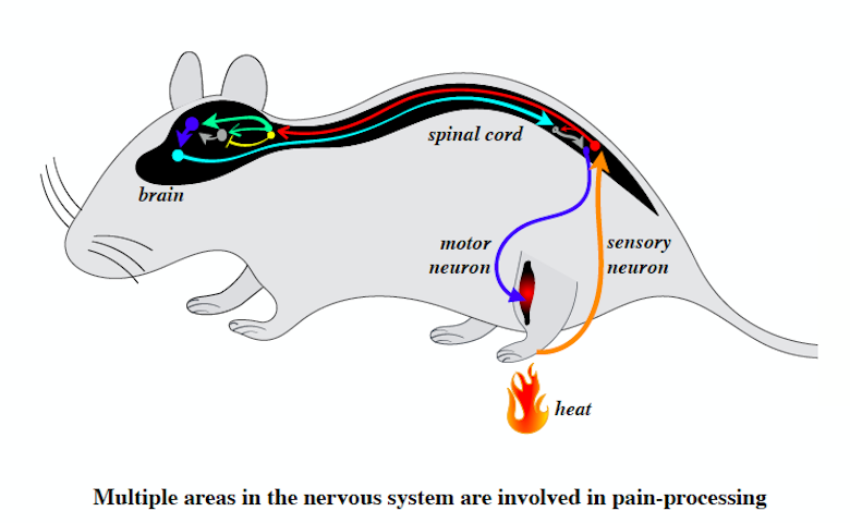 Neural&#x20;circuits&#x20;involved&#x20;in&#x20;sensing&#x20;pain.