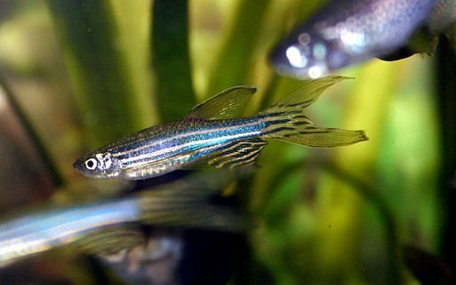 Zebrafish&#x20;