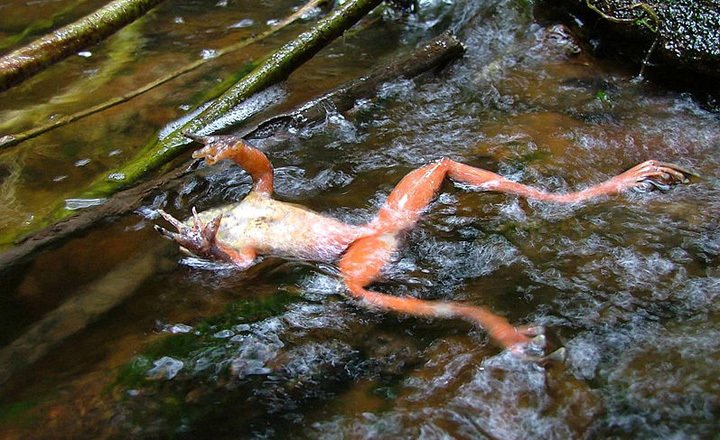 A chytrid-infected frog