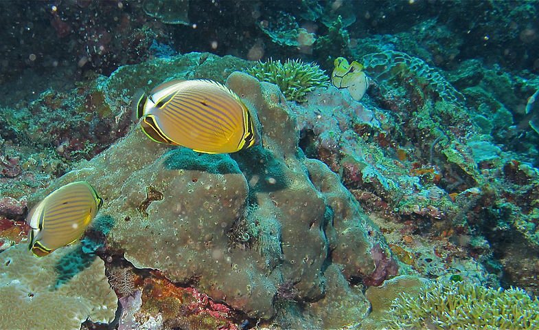 Melon butterflyfish on reefs