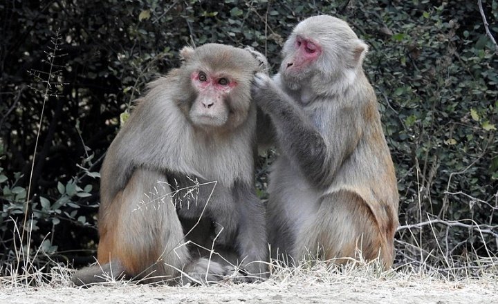 Rhesus macaque - Macaca mulata