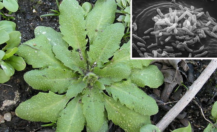 Arabidopsis thaliana leaves; Inset: Pathogens (Pseudomonas) entering Arabidopsis leaves