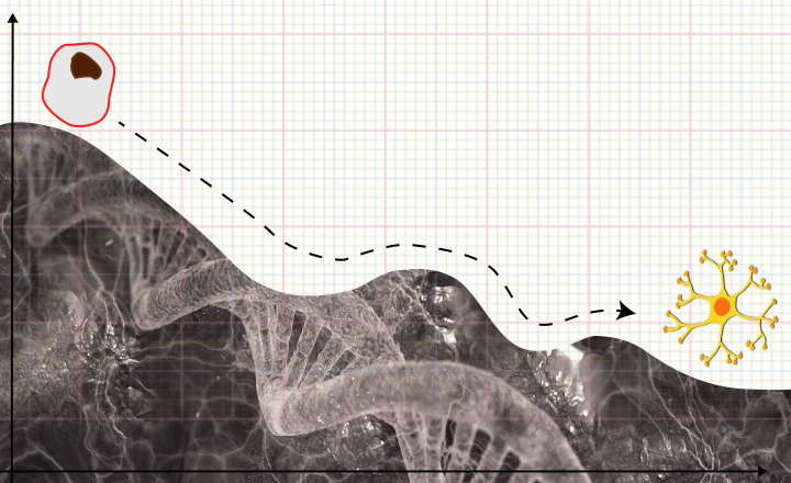 A physicist’s take on understanding stem cell differentiation