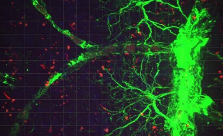 Astrocyte blood vessel