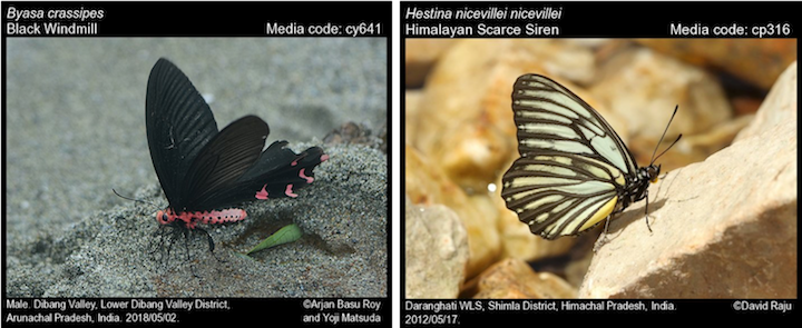 Butterflies of India