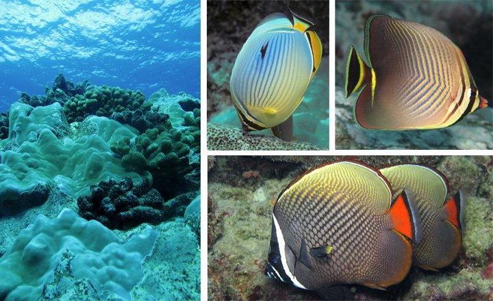 Reefscape and butterflyfish