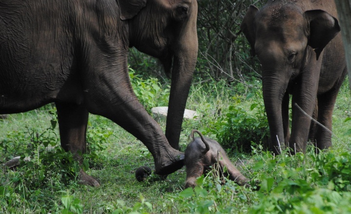 A struggling calf supported by the mother