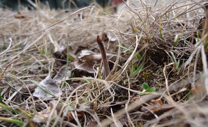 Caterpillar fungus in its natural habitat