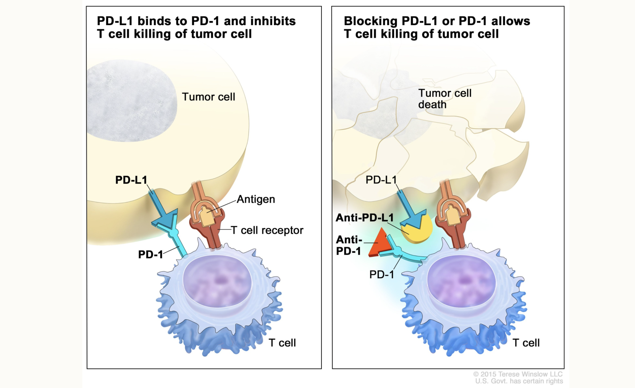 Checkpoint proteins such as PD L1 on tumor cells and PD 1 on T cells help keep immune responses in check. Credit: U.S. Govt./Wikimedia Commons