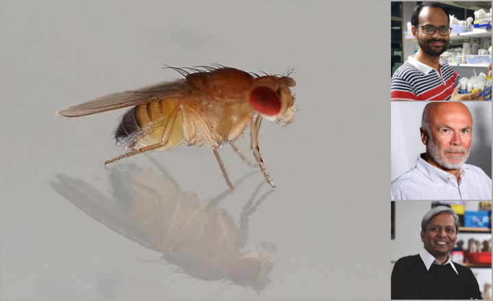 Collage Fruitflies