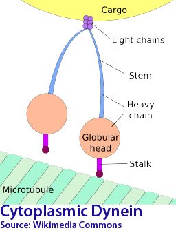Cytoplasmic dynein