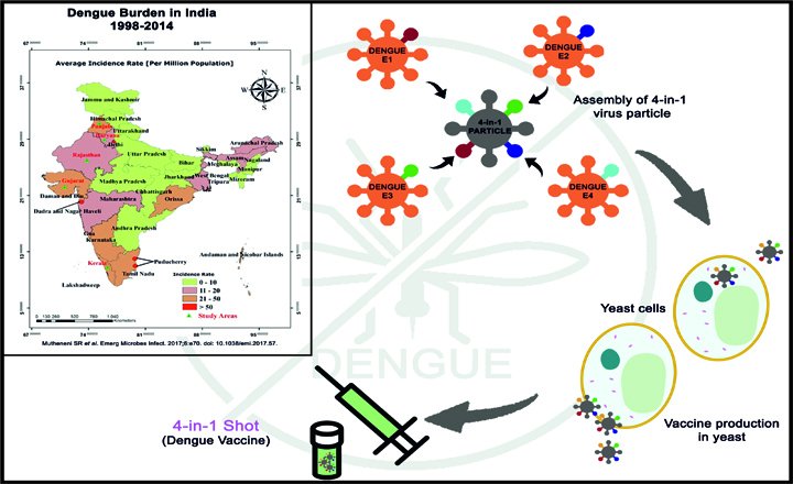 Creation of a Dengue tetravalent vaccine