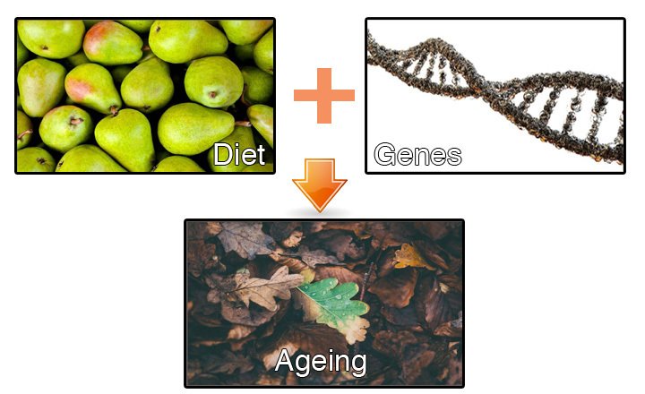 Genes And Diet Pair Up To Regulate Lifespan Indiabioscience