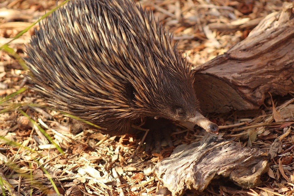 Echidna milk