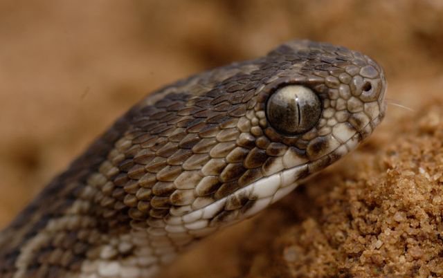 Saw-scaled viper (Echis carinatus)