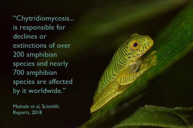 A juvenile frog of species Rhacophorus pseudomalabaricus