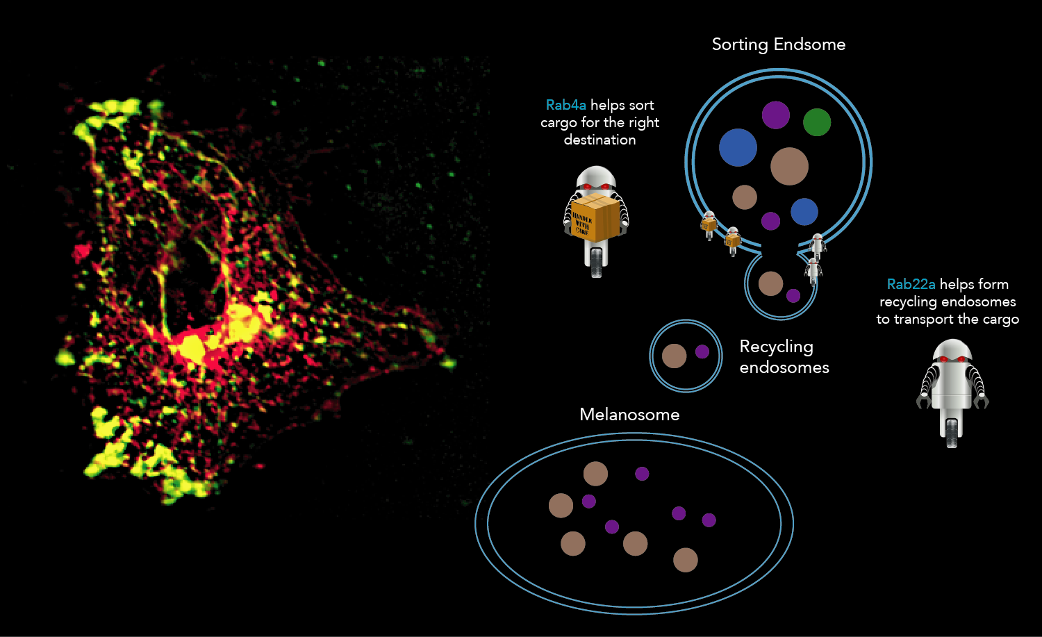 Left: A cell with endosomal structures stained by Rab22a(red) and KIF13A(green) (Photo: Subba Rao); Right: Cartoon summarizing the main findings from the study