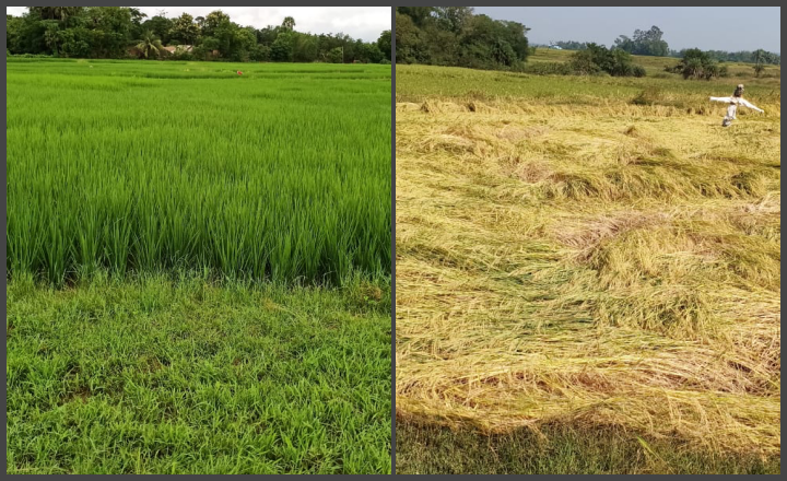 Crop field: Before and after Cyclone