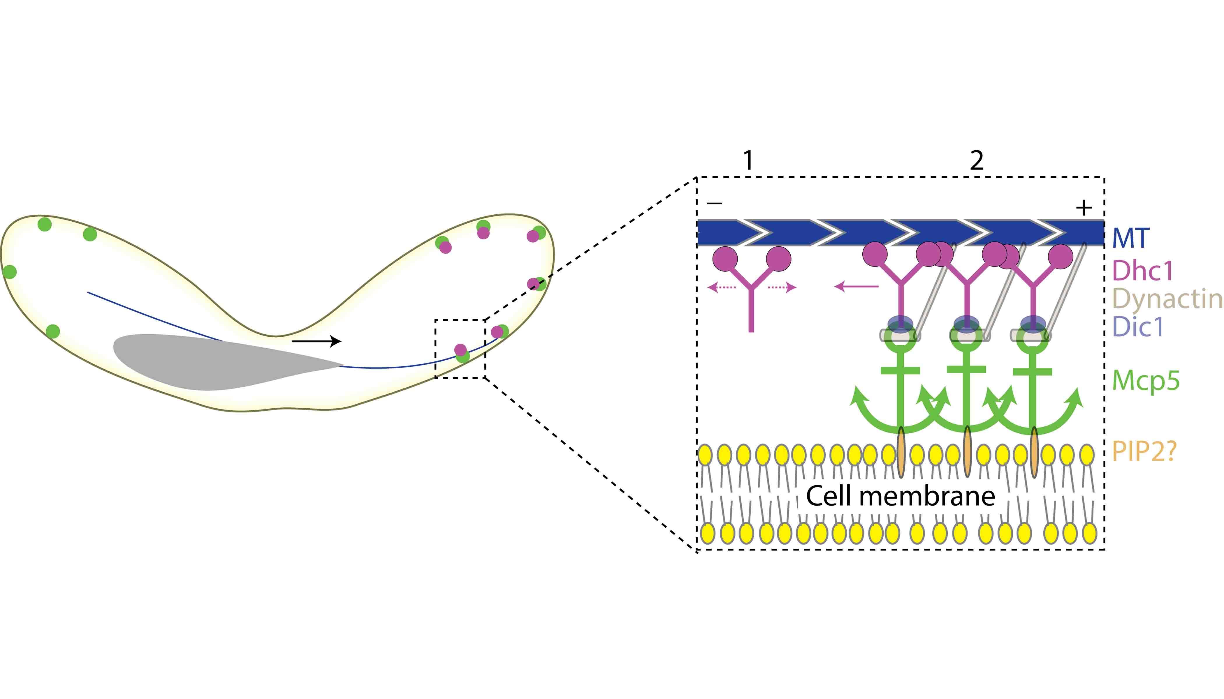 Illustration depicting binding of dynein to the cell membrane via Mcp5 (green) and PIP2 (grey)