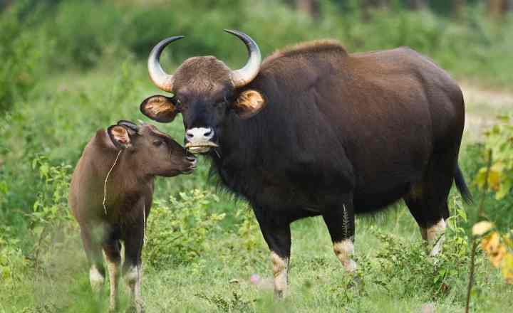 indian bison