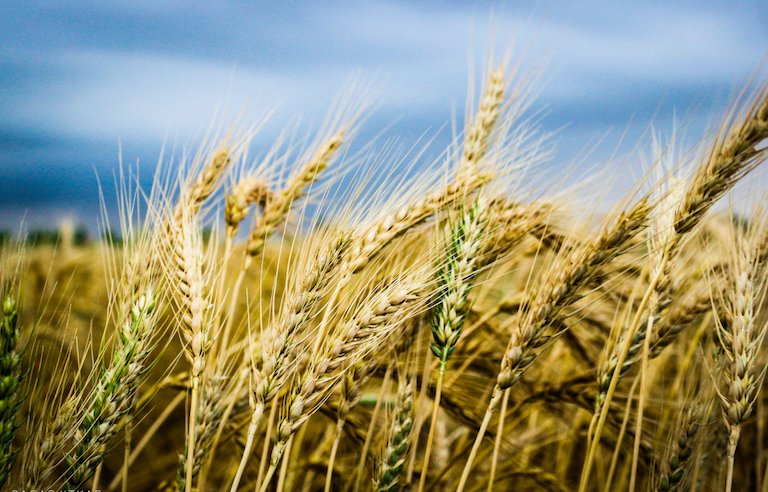 Wheat Field in Shigonda, Ahamad Nagar, Maharashtra