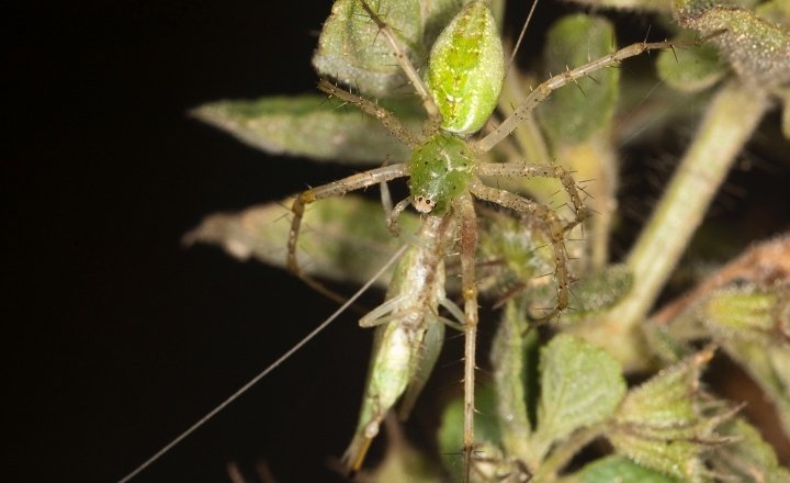 Lynx spider attacking tree cricket