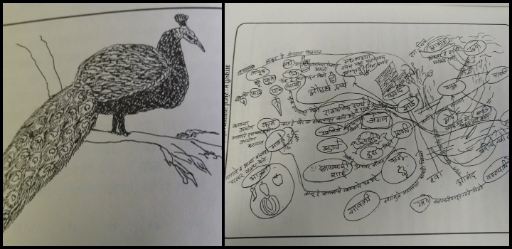 Drawing of a peacock and context map of living and non-living things from a forest by different Ashramshala students (DLIPS Project report)