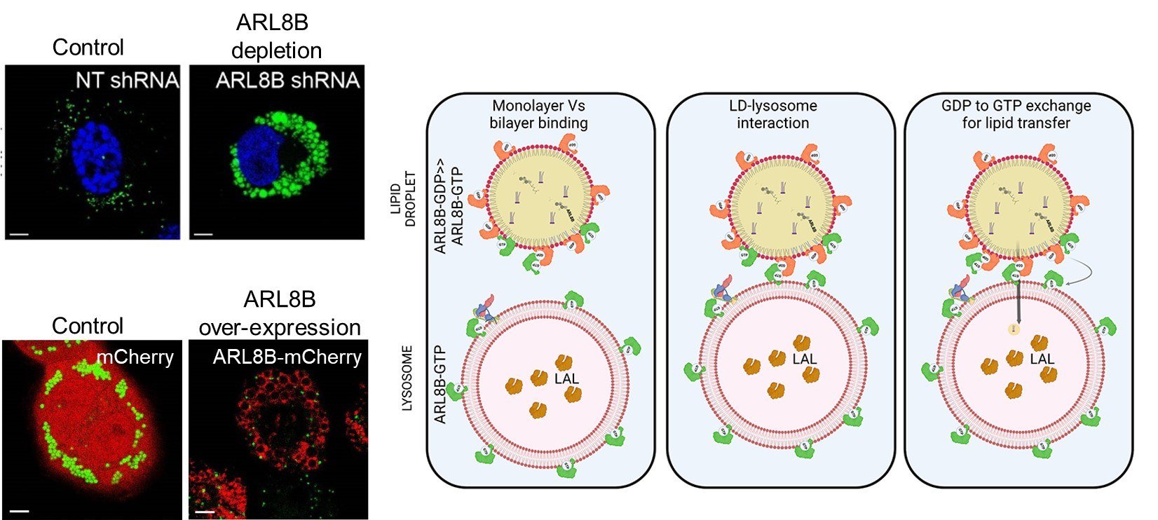 Pictorial representation of the event of LD-lysosome interaction for lipid transfer. Confocal images of macrophages (left) show how silencing of ARL8B function increases the abundance of LDs while overexpression reduces the size and number of LDs; Green= LDs. Credit: Sheetal Gandotra.