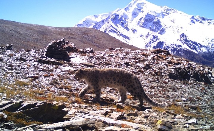 Snow Leopard in the basin