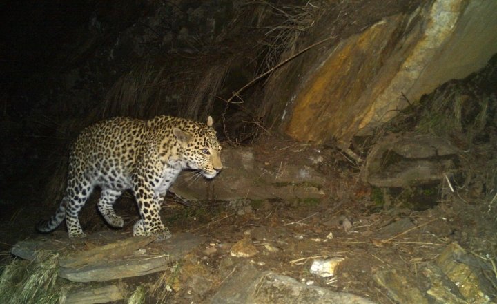 Common Leopard in the basin capture in the camera trap