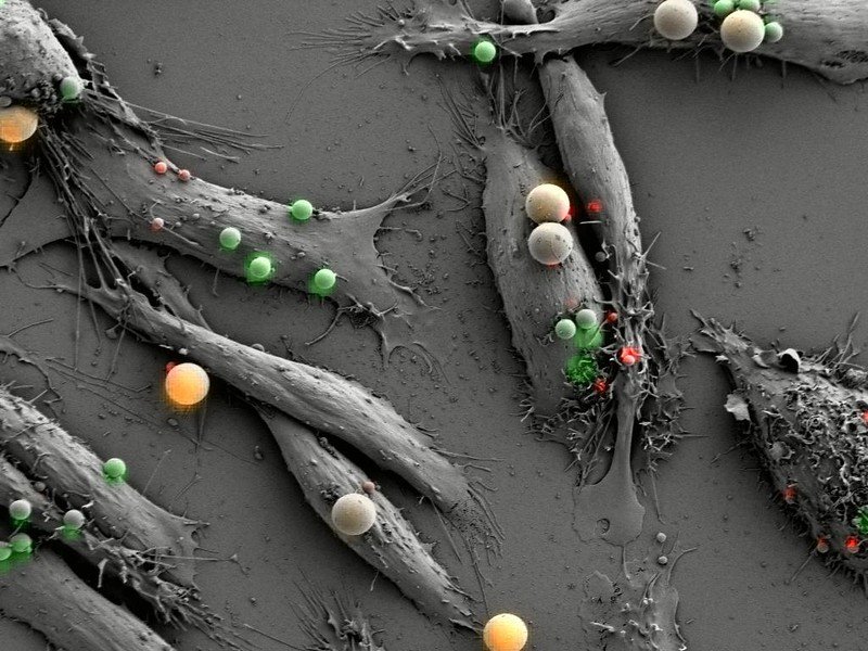 Macrophage - fluoroscent beads