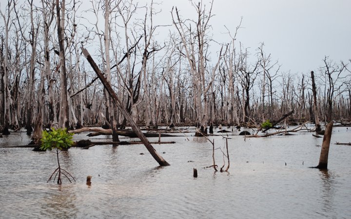 Colonization of mangroves in new habitats following the 2004 Tsunami